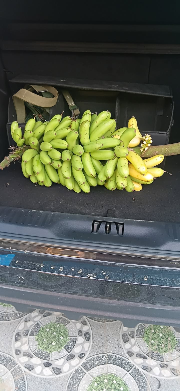 Đất nền Ngọc Quan, Đoan Hùng 300m² giá 900 triệu - Cơ hội đầu tư hấp dẫn!