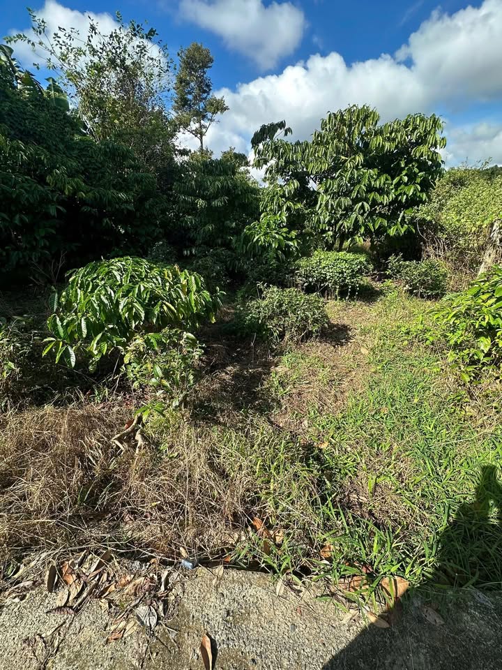 Đất thổ cư 640m² 2 mặt tiền tại Bảo Lộc, Lâm Đồng - Giá chỉ 1.6 tỷ!