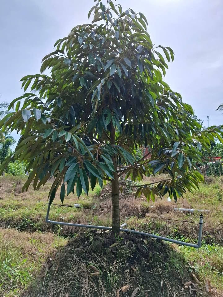 Đất Farm Sầu Riêng 80.000m² tại Phú Điền, Đồng Tháp - Giá 480 triệu, đầu tư sinh lời!