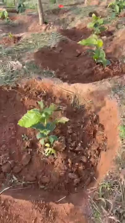 Đất Nền 6000m² Xã Nâm N'Jang, Đắk Song - Giá 295 triệu, Bớt Lộc Cho Người Mua!