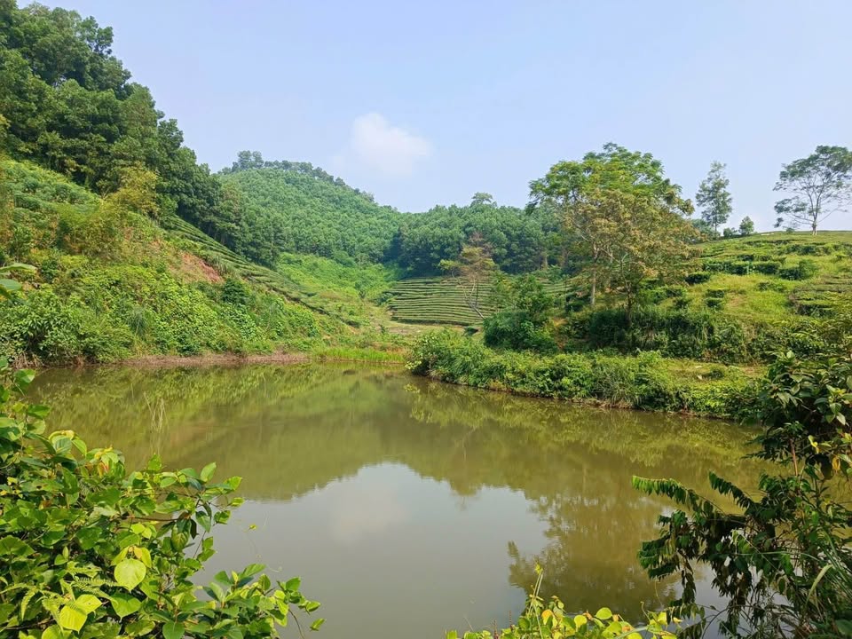 Đất nghỉ dưỡng Yên Lập 5000m² giá chỉ 700 triệu - Đầu tư sinh lời ngay!