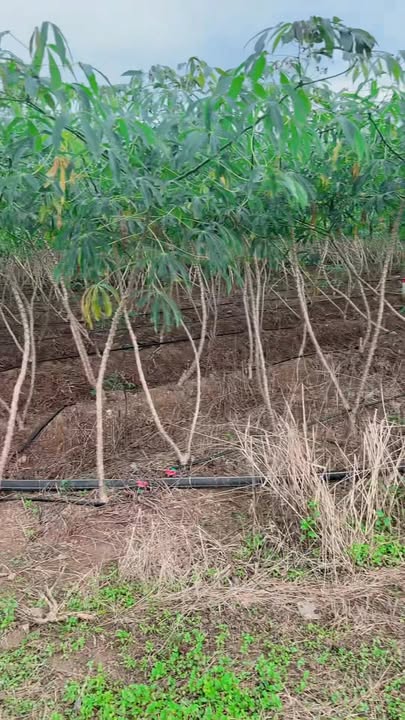 Đất nền Ea Kar 520m² giá 320 triệu - Đầu tư sinh lời tiềm năng!