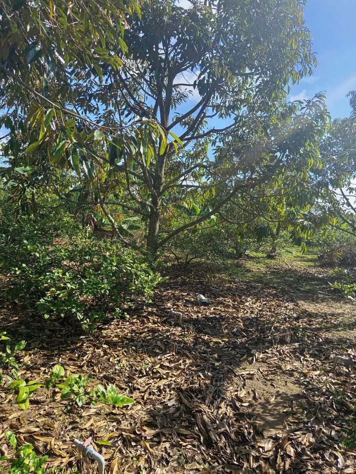 Đất thổ cư 4 sào tại xã Ea Dar, Đắk Lắk giá 1.3 tỷ - Đầu tư sinh lời!