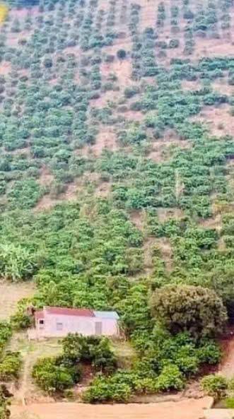 Đất nền thôn 10, Lộc Nam, Bảo Lâm, Lâm Đồng 8836m² chỉ 6 tỷ - Tiềm năng đầu tư lớn!