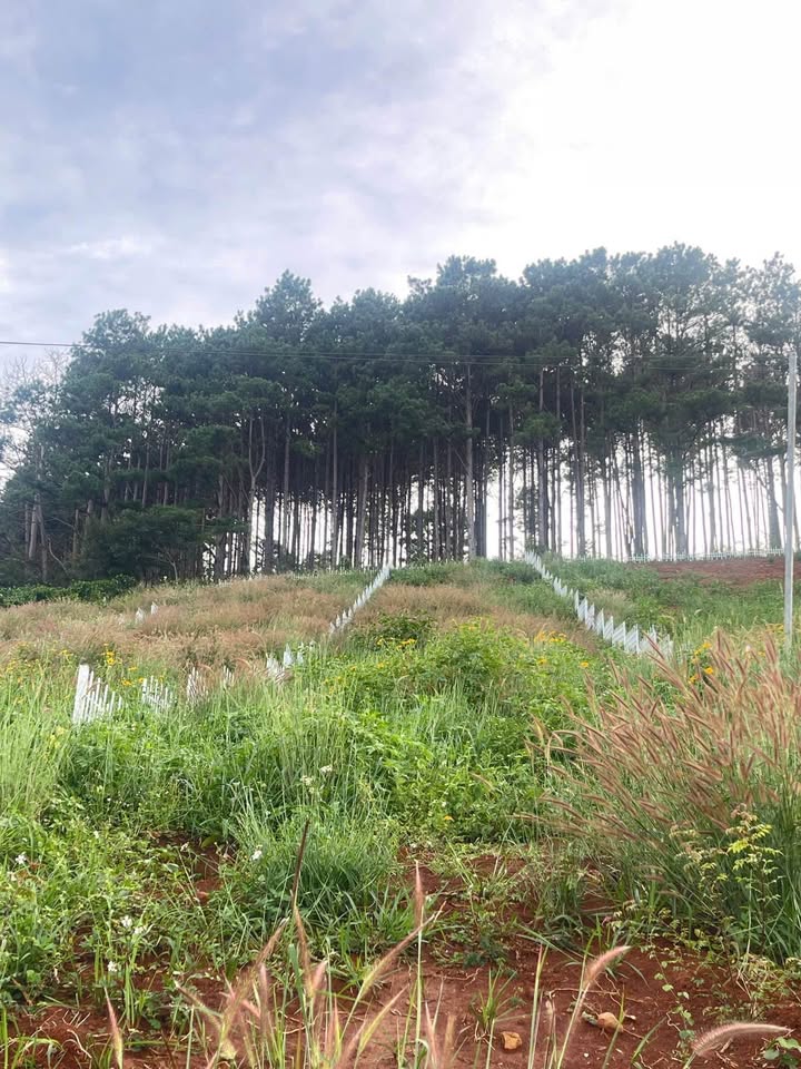 Đất nền Mê Linh Lâm Hà 400m² giá 1.1 tỷ - View thung lũng tuyệt đẹp!