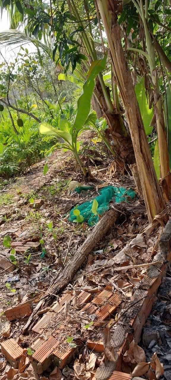 Đất vườn Tân Khánh Đông 1920m² giá 700 triệu - Cơ hội đầu tư tuyệt vời!