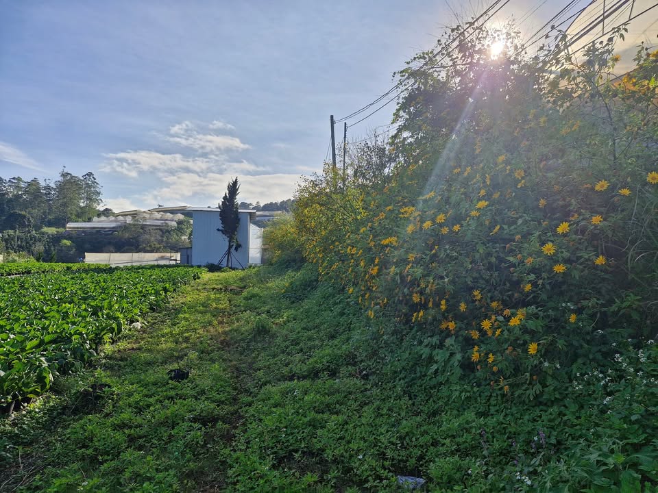 Đất thương mại dịch vụ Đà Lạt 2836m² giá 45.376 tỷ - View hồ rừng thông tuyệt đẹp!