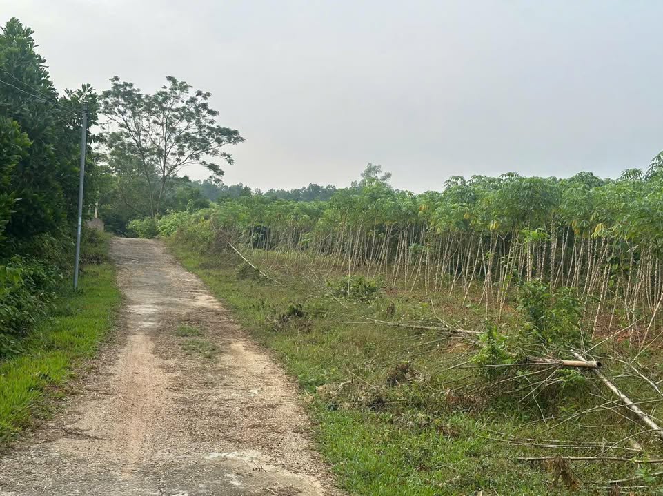 Đất nền Chí Tiên - Thanh Ba 1960m² giá chỉ 1.96 tỷ - Cơ hội đầu tư hấp dẫn!