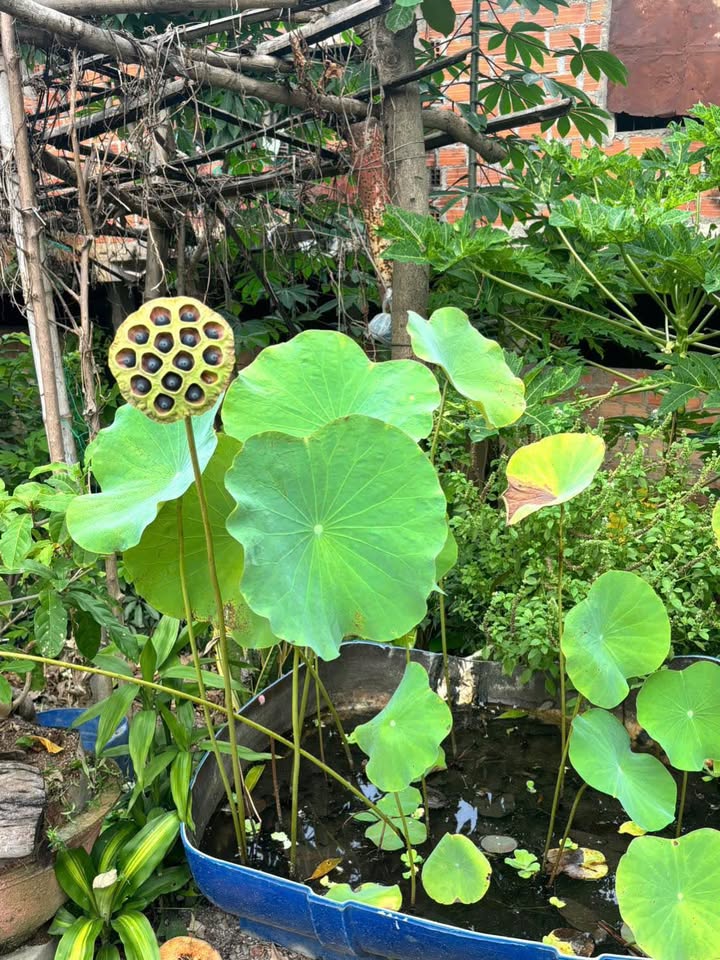 Đất nền Phước Thành, Tuy Phước 138m² giá chỉ 390 triệu - Cơ hội đầu tư hấp dẫn!