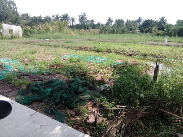 Đất nền Tân Long Hội, Vĩnh Long 908m² giá 300 triệu - Cơ hội đầu tư hiếm có!