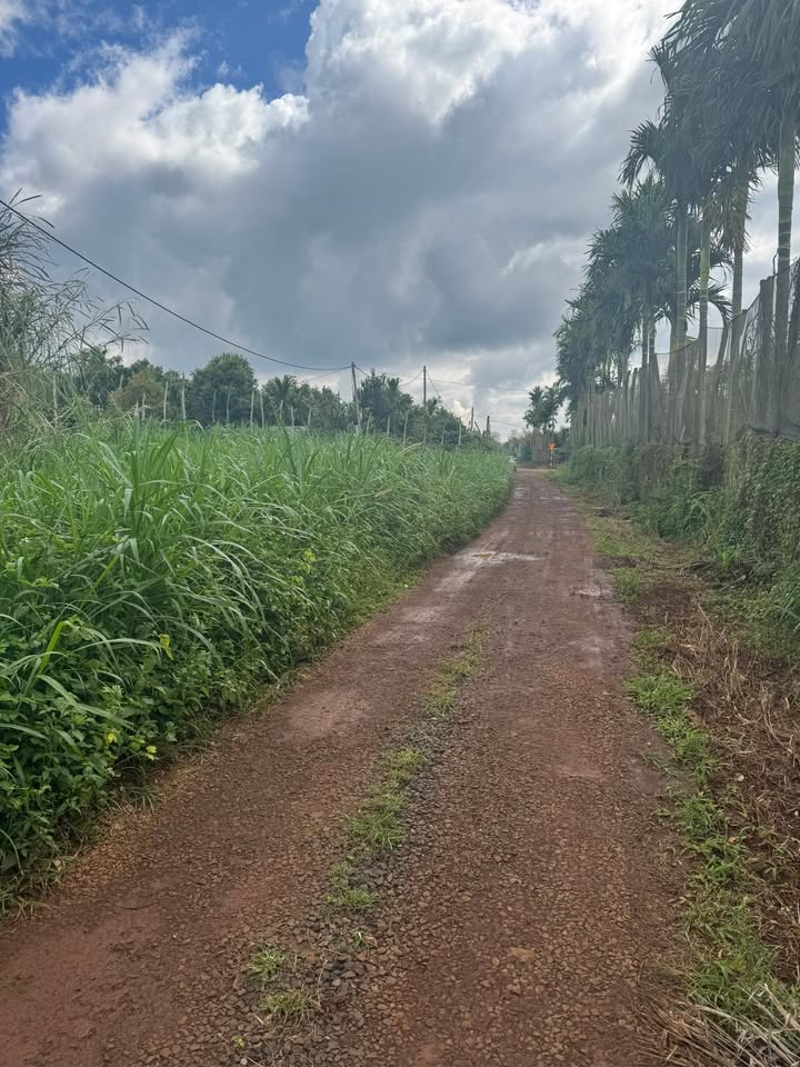 Đất nền 1000m² Cư Bao Buôn Hồ giá 335 triệu - Sổ hồng sẵn