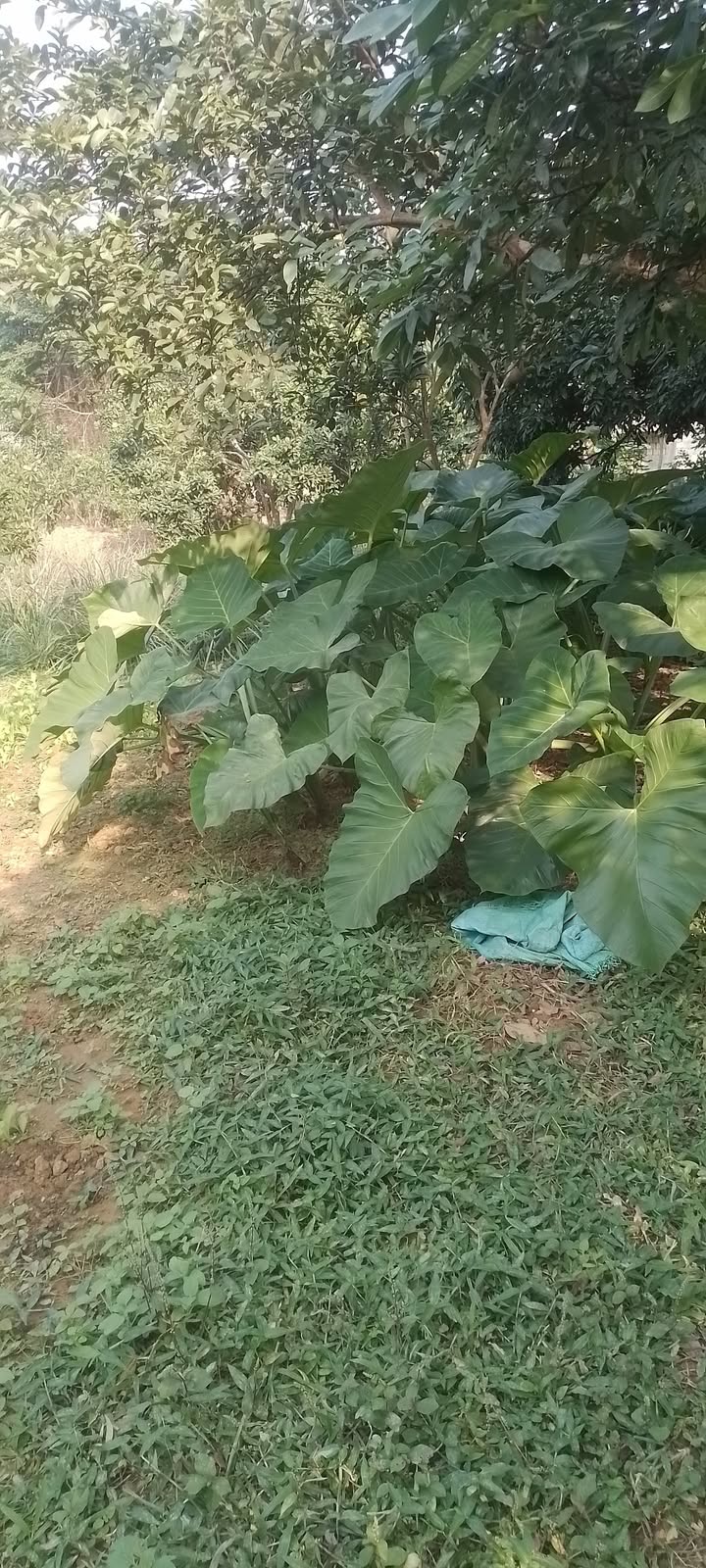 Đất nền thổ cư 2000m² tại thôn Măng, Lạc Thủy - Giá chỉ 2 tỷ, thương lượng tốt!