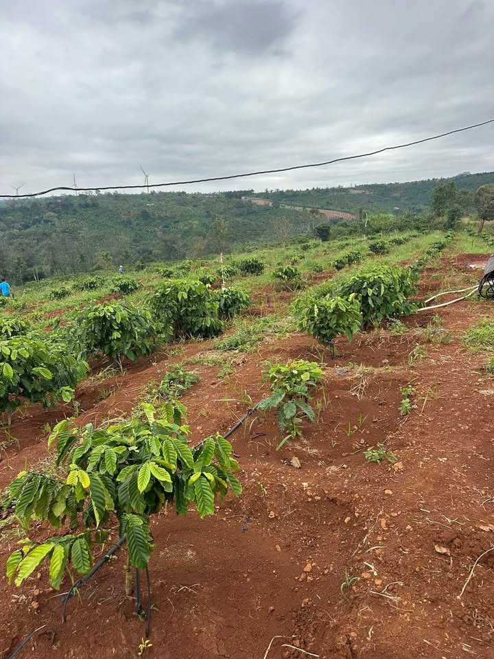 Đất nông nghiệp 6.300m² tại Dliê Yang - Giá chỉ 1.35 tỷ, điện nước đầy đủ!