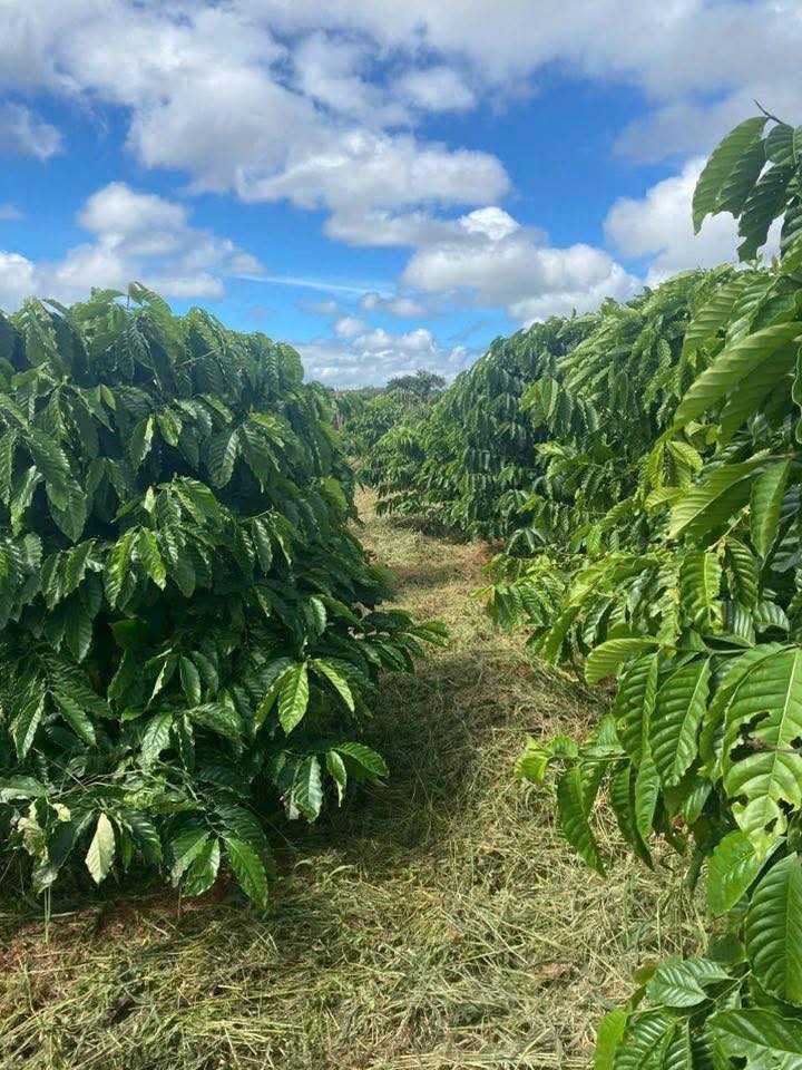 Đất nền Ea Ral 6100m² giá 1.5 tỷ - Tiềm năng phát triển vượt trội!