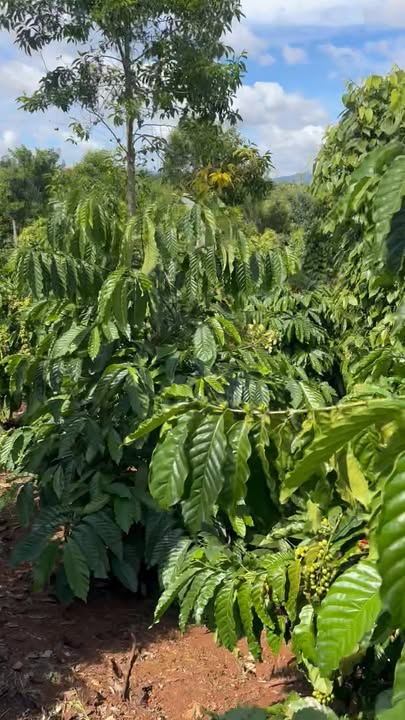 Đất nông nghiệp Ea Ral 13.000m² giá 3.65 tỷ - Mảnh đất màu mỡ, đầu tư sinh lời!