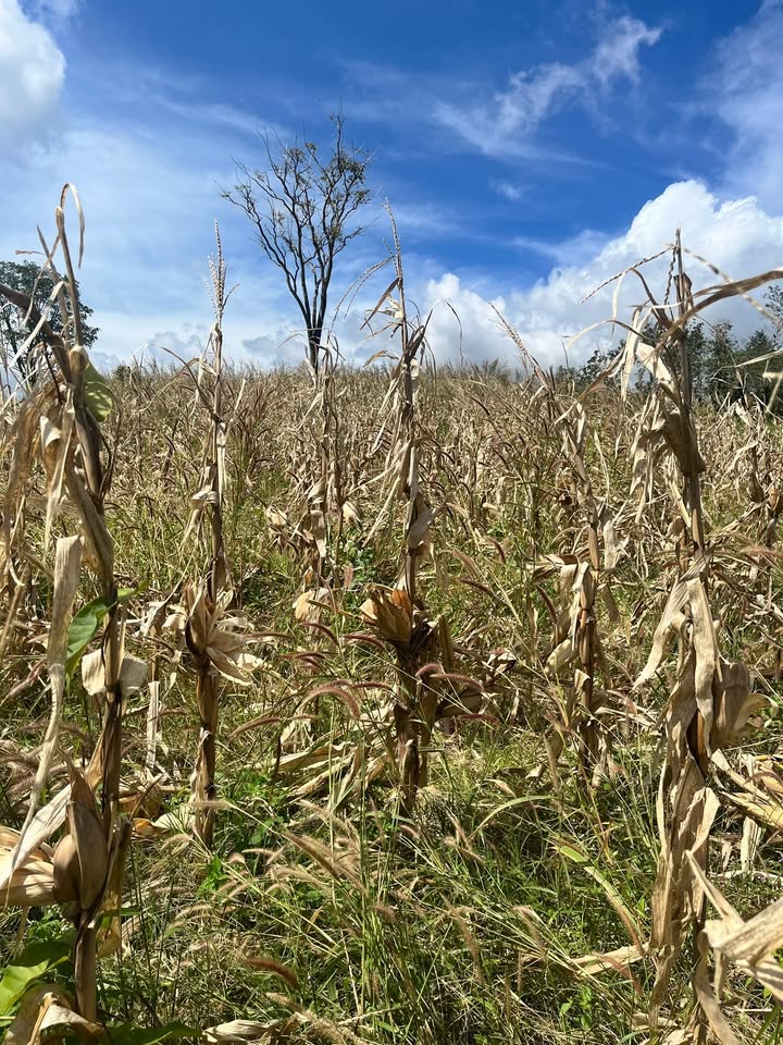 Đất nền lý tưởng 20.000m² tại xã Ea Khal, Đắk Lắk - Chỉ 899 triệu!