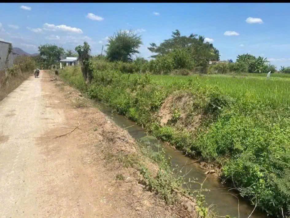 Đất lúa 500m² tại Hàm Phú, Hàm Thuận Bắc chỉ 130 triệu - Đầu tư sinh lời ngay!