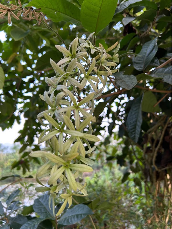 Đất nền Ỷ La Tuyên Quang 168m² giá 2 tỷ - Địa thế cao, không ngập lụt!