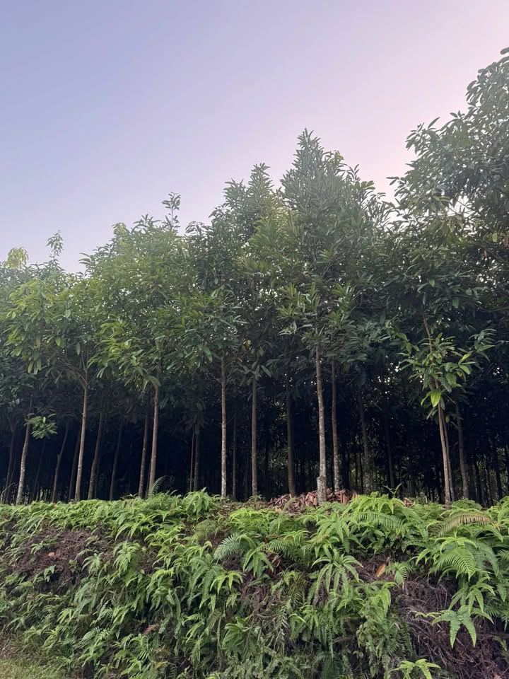 Đất nền Xuân Viên Cẩm Khê 960m² chỉ từ 100 triệu - Đầu tư sinh lời ngay!