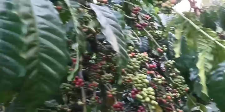 Đất nền Đam Rông 18.000m² giá 3.5 tỷ - Sổ đỏ chính chủ, thương lượng nhanh!