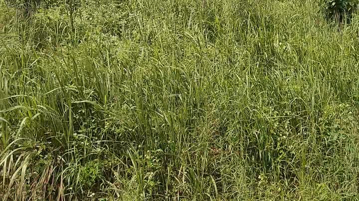 Đất nền Nâm N'jang, Đắk Song 9,3 sào giá 1.4 tỷ - View ao cực đẹp!