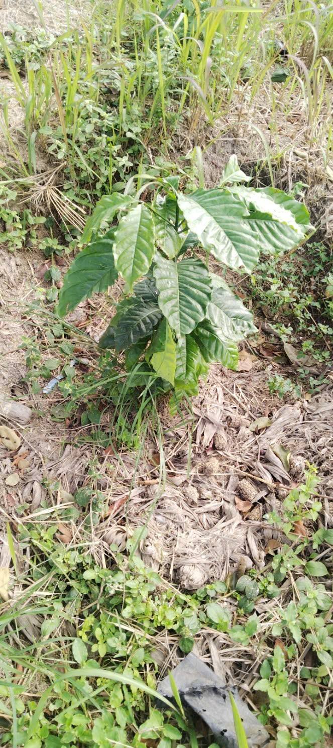 Đất Ea Sol, Ea H'leo 12000m² giá 650 triệu - Pháp lý rõ ràng, tiện ích đầy đủ!