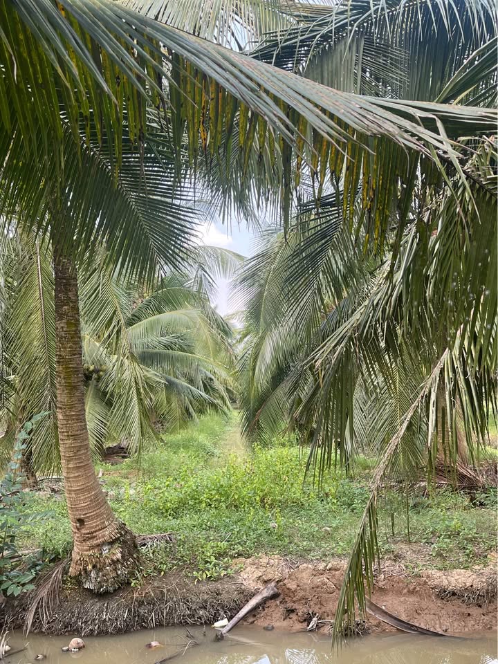 Đất vườn Châu Hưng, Bình Đại 2000m² giá 450 triệu - Đầu tư sinh lời ngay!