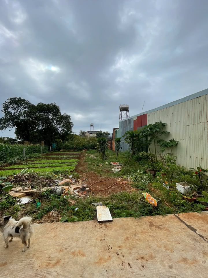 Đất nền 240m² tại 88 Mạc Đăng Dung, phường Hội Phú - Giá 1.8 tỷ, cơ hội đầu tư tuyệt vời!