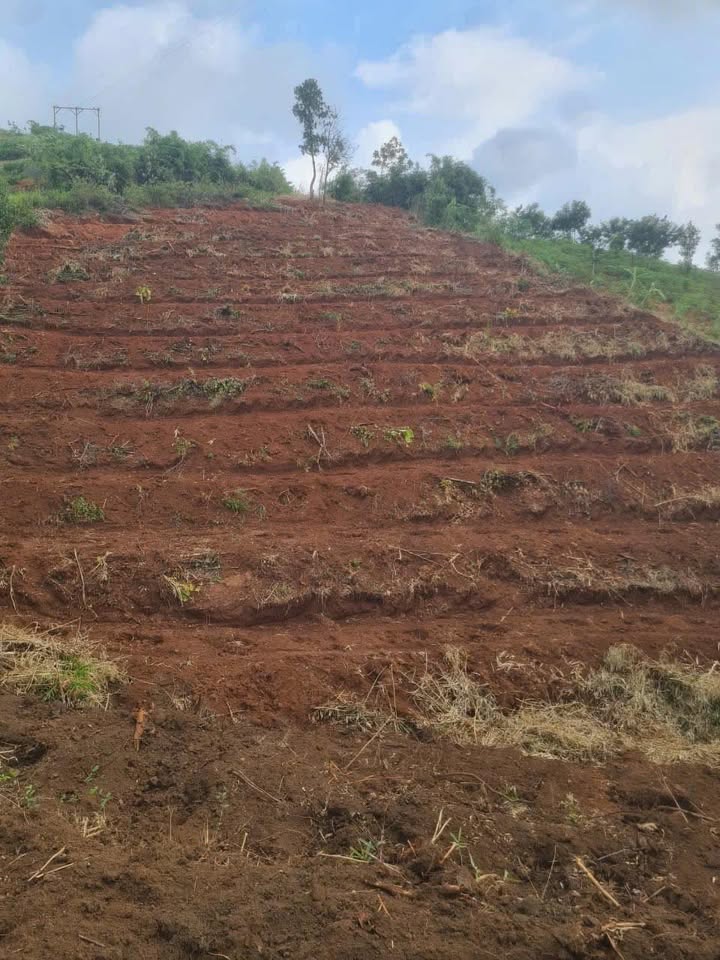 Đất rẫy 5 sào tại Đăk Bla, Kon Tum giá 99 triệu - Đầu tư sinh lời!