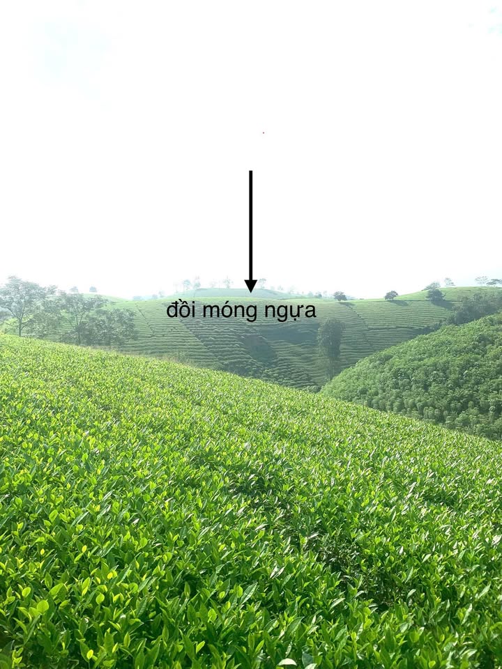 Lô đất Farm Long Cốc 1400m² giá 200 triệu - Cơ hội vàng cho nhà đầu tư!
