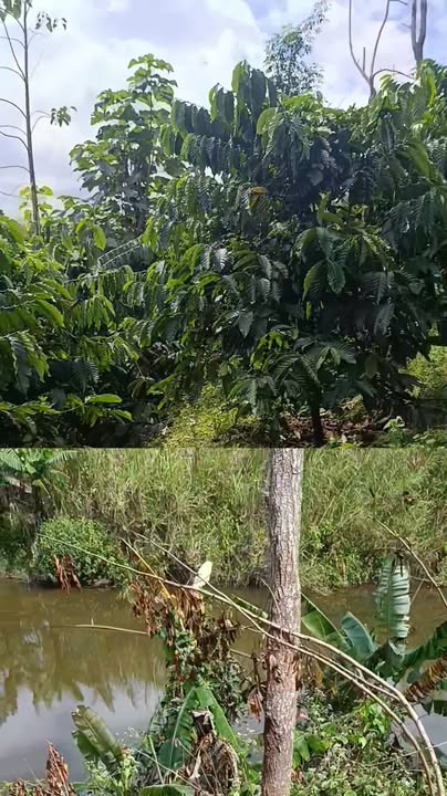 Đất nông nghiệp Nâm N'Jang 3,5 hecta giá 4 tỷ - Cơ hội đầu tư tuyệt vời!