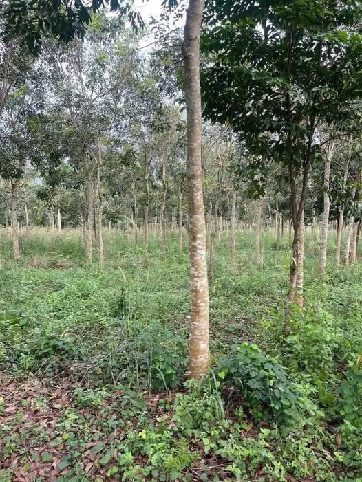 Đất Farm 2 Héc tại Thanh Lương, Bình Long - Giá 3 tỷ, Tiềm năng phát triển!