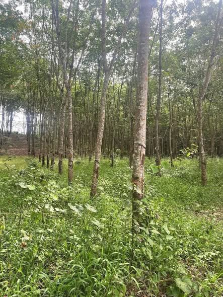 Đất nền 6.000m² tại Minh Đức, Hớn Quản giá chỉ 1.2 tỷ - Cơ hội đầu tư hấp dẫn!