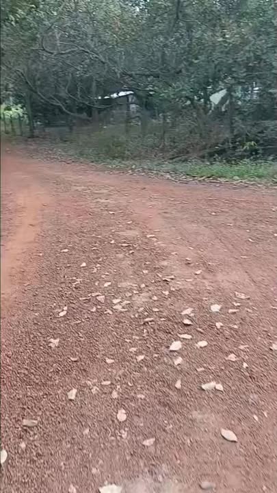 Đất Farm 10000m² Tân Định Bắc Tân Uyên - Giá Rẻ Chưa Từng Có!