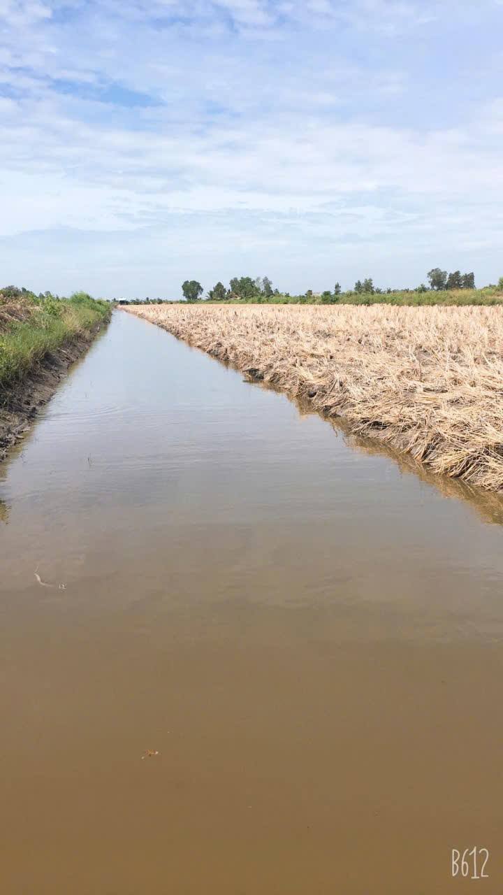 Đất vườn nuôi tôm lúa 16.000m² tại An Minh, Kiên Giang - Giá chỉ 2,5 tỷ!