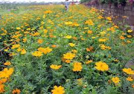 Nhà mặt tiền Trần Mai Ninh, Vĩnh Hải 67.4m² giá 3.7 tỷ - Cách biển chỉ 600m!