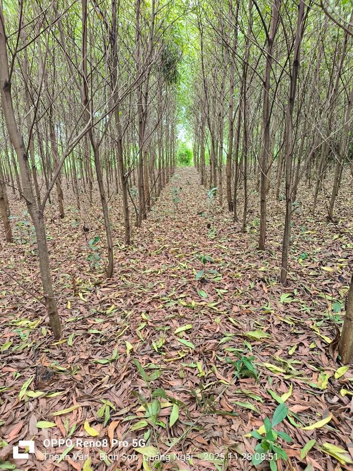 Đất nền Bình Hòa, Quảng Ngãi 2.580m² giá 300 triệu - Pháp lý rõ ràng, sổ đỏ chính chủ!