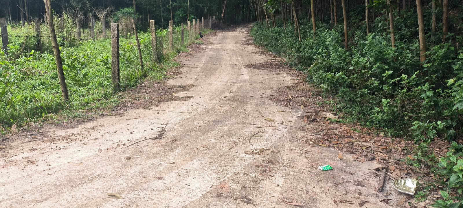 Đất vườn An Châu Hòa Phú 1500m² giá chỉ 3 tỷ - Tiềm năng đầu tư lớn!