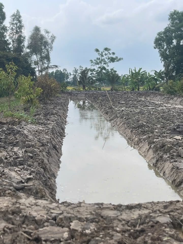 Đất nền Trường Long Tây, Phong Điền 800m² giá 800 triệu - Mặt tiền lộ ô tô, thổ cư đầy đủ!