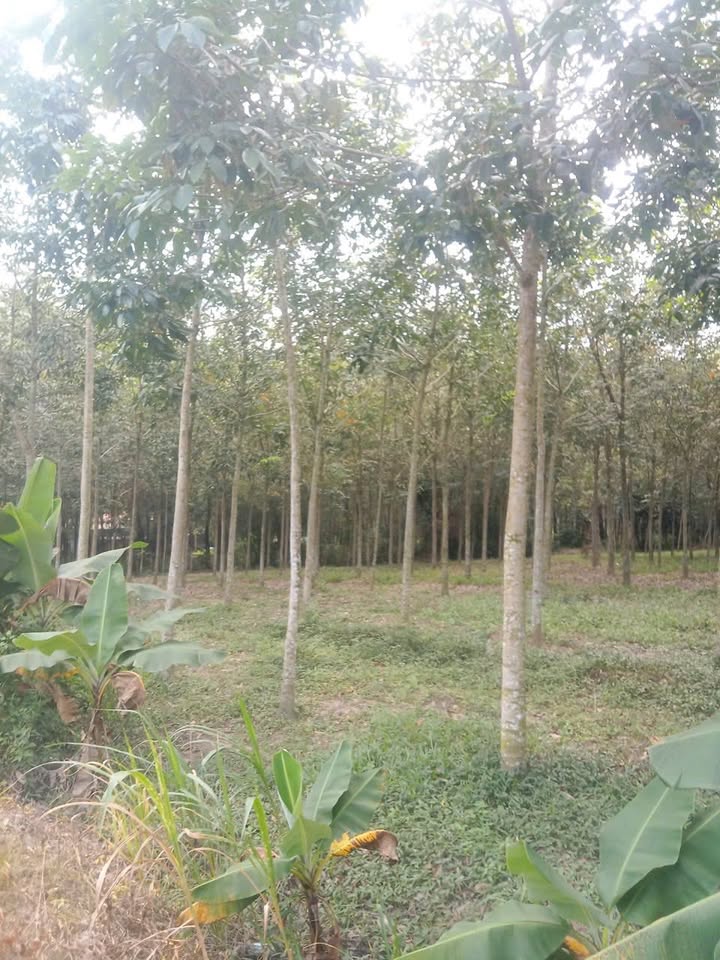 Đất vườn Thanh Tuyền Dầu Tiếng 20000m² giá 3 tỷ - Tiềm năng sinh lời cao!