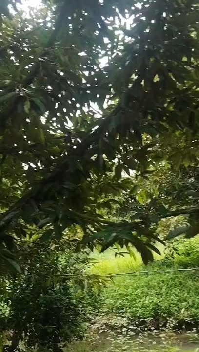 Đất Farm Mỹ Đức Tây Cái Bè 25.000m² giá 1.9 tỷ - Tiềm năng đầu tư lớn!