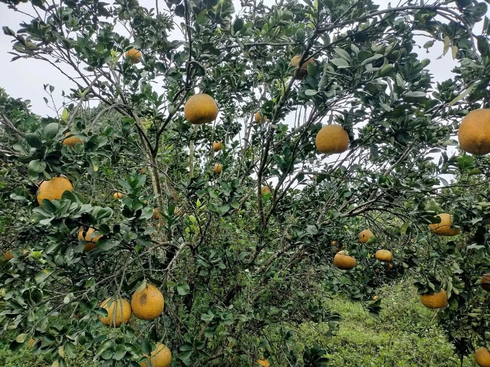 Đất nền phân lô tại Bắc Phong, Cao Phong, Hòa Bình - Diện tích 2665.8m² giá chỉ 2.666 tỷ!