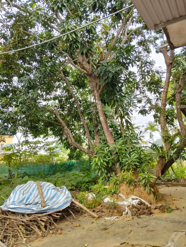 Đất nền An Tường, Tuyên Quang 90m² giá 800 triệu - Đầu tư sinh lời bền vững!