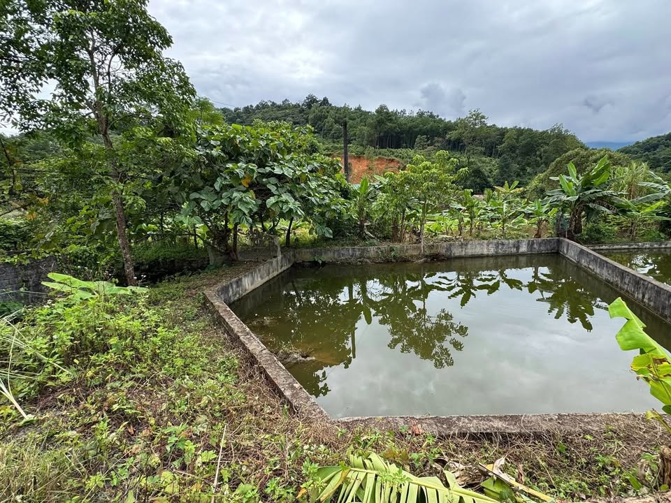 Đất vườn tại Phong Quang, Vị Xuyên 600m² giá thỏa thuận - Cơ hội đầu tư tuyệt vời!