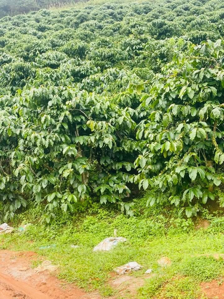 Đất nền Phú Sơn, Lâm Hà 17.000m² giá 3.6 tỷ - Sổ đỏ chính chủ, bớt lộc!