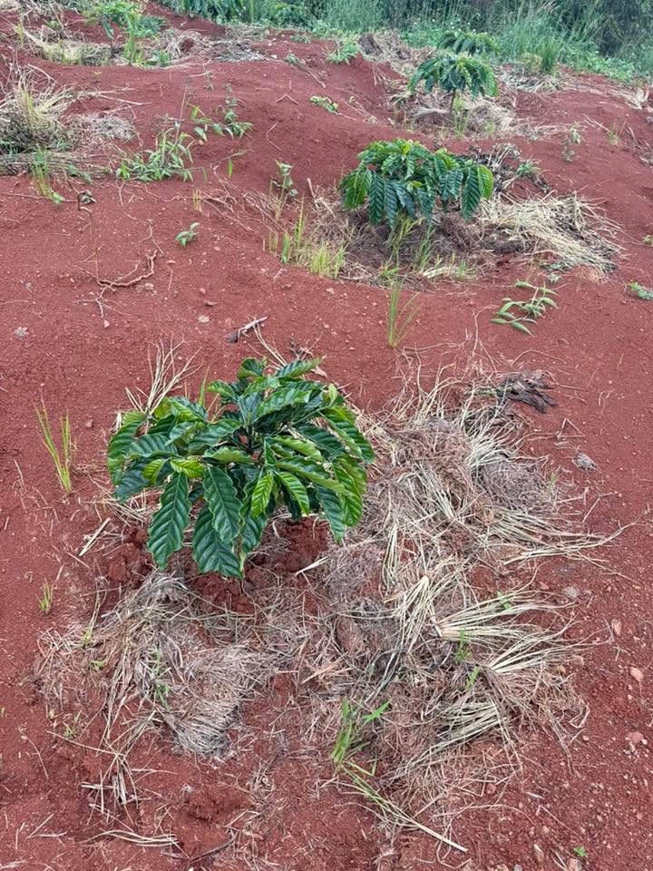 Đất nông nghiệp Đan Phượng 16.000m² giá 1.15 tỷ - Cơ hội đầu tư tuyệt vời!