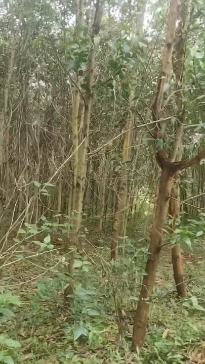 Đất đỏ Ba Gian 9.8ha tại Bình Giáo, Gia Lai - Giá chỉ 12.3 tỷ!