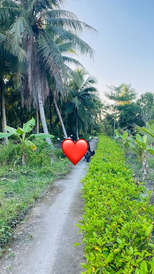 Đất nền Phú Nhuận Bến Tre 500m² giá 460 triệu - Cơ hội đầu tư lý tưởng!