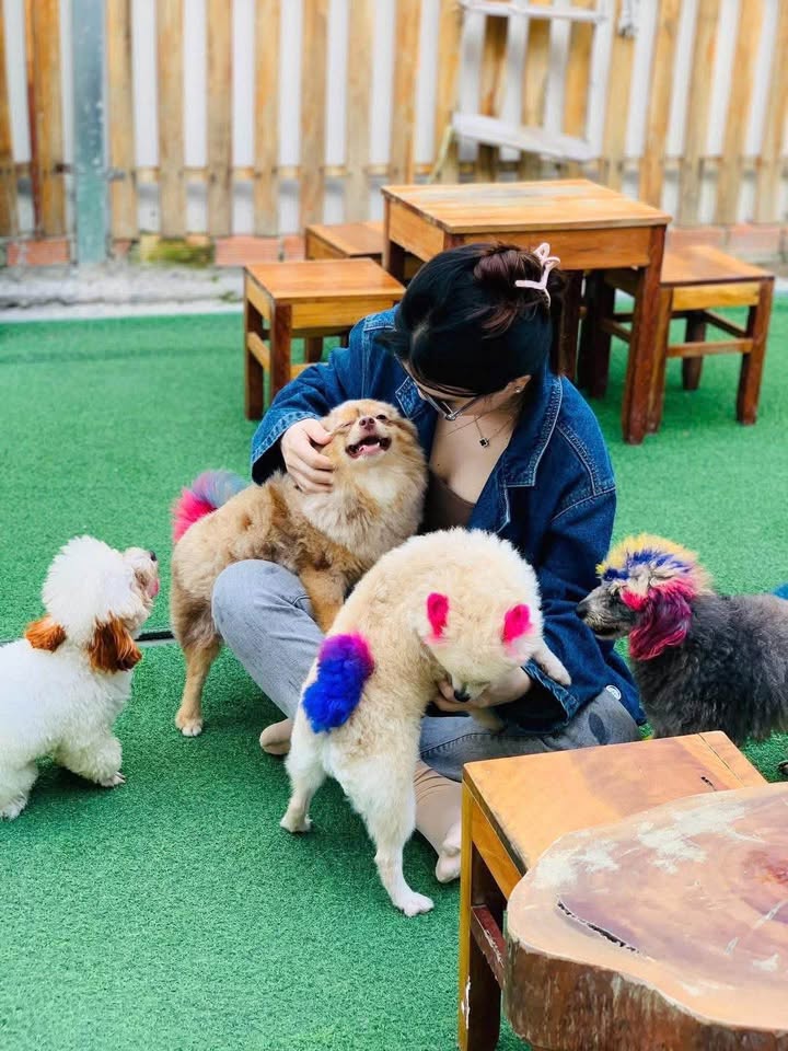 Mô Hình Cafe Cún Độc Quyền Tại Cần Thơ: 200m² Giá Thuê 9 Triệu - Cơ Hội Vàng Cho Người Yêu Thú Cưng!