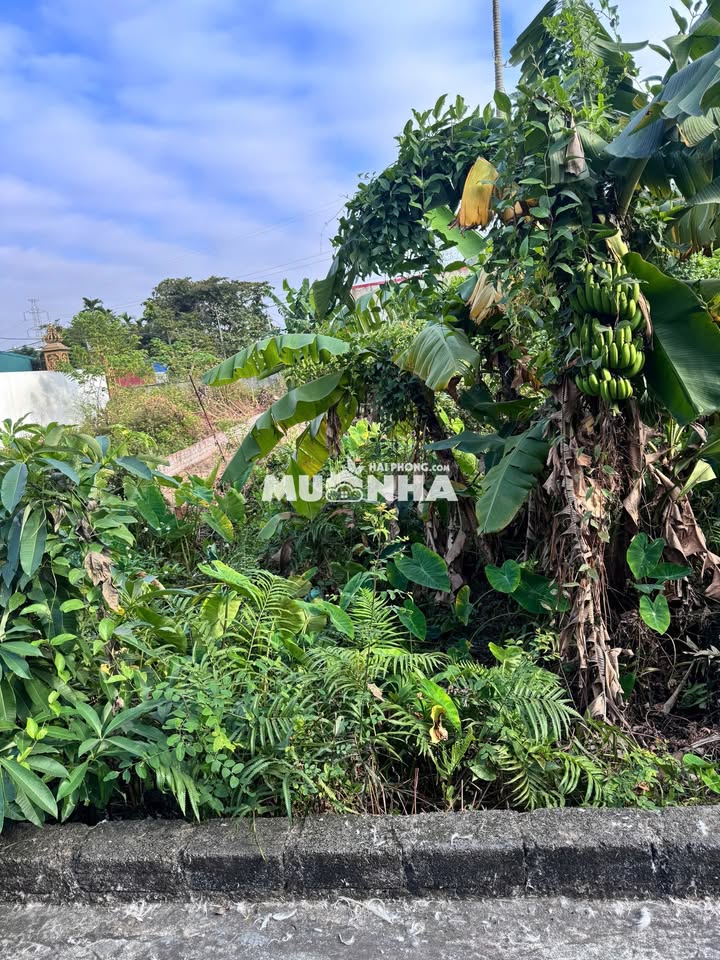 Lô đất thổ cư Hồng Thái An Dương 107m² - Chính chủ cần bán gấp!